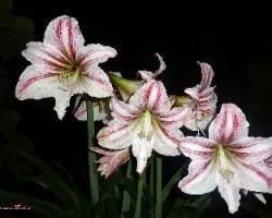 Un ramo de Amaryllis