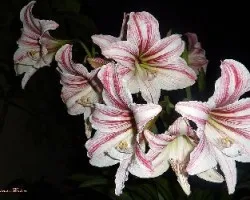Un ramo de Amaryllis