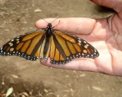 Danaus plexippus