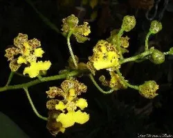 Trichocentrum cavendish