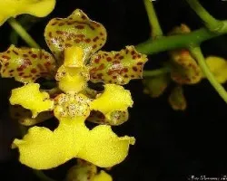 Trichocentrum cavendish 