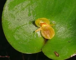 Pleurothallis cardiothallis