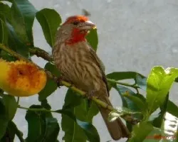 Comiendo durazno