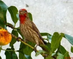 Comiendo durazno