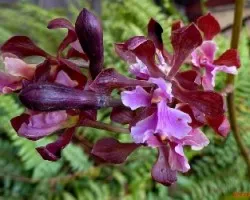 Encyclia hanburyi
