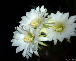 Flores nocturnas