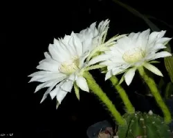 Flores nocturnas