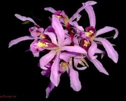 Laelia  superbiens