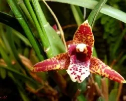 Maxillaria tenuifolia