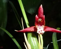 Maxillaria tenuifolia