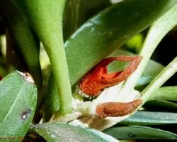 Specklinia tribuloides