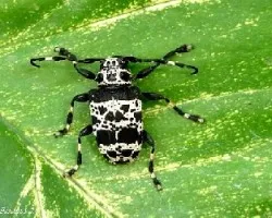 Escarabajo vaca??