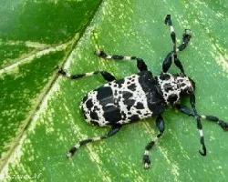 Escaravajo vaca???