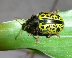 Escarabajo metalico