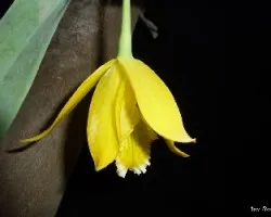 Euchile citrina o limoncito