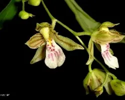 Leochilus cocodriliceps