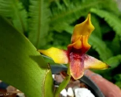 Maxillaria cucullata