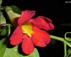 Trompeta China ( Bignonia )