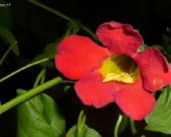 Trompeta China ( Bignonia )