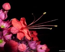 Flores de trepadora