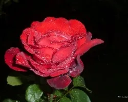 Rosa despues de la lluvia