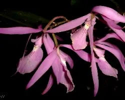 Encyclia adenocaula