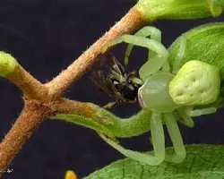 Araña cangrejo
