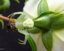 Araña cangrejo