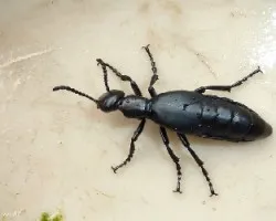 Escarabajo