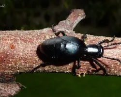 Escarabajo