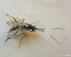 Ichneumón suspiciosus