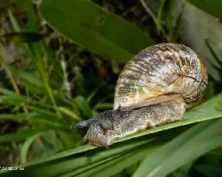Cargando la casa