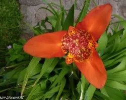 Tigridia pavonia 