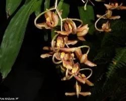 Gongora galeata