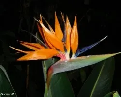 Strelitzia ( Ave del paraiso )