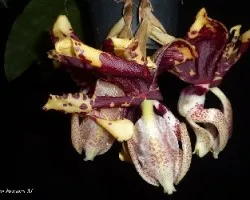 Stanhopea tigrina