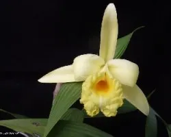 Sobralia xantholeuca