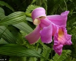 Sobralia macrantha