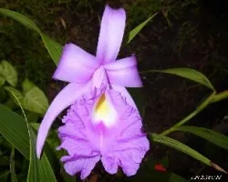 Sobralia f. coerulea
