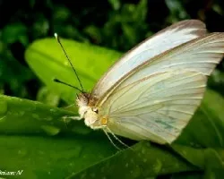 Mariposas