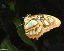 Mariposas