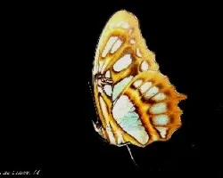 Mariposas