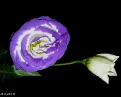Lisianthus