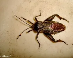 Escarabajos