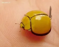Mariquita
