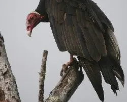 Ã‚Â¿Zamuro?