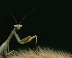 Mantis