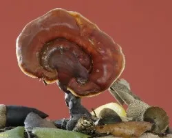 Ganoderma lucidum