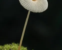 Coprinus plicatilis