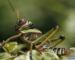 Chapulin selvático